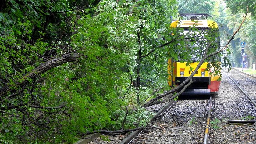 Drzewo spadło na trakcję tramwajową na Bielanach 