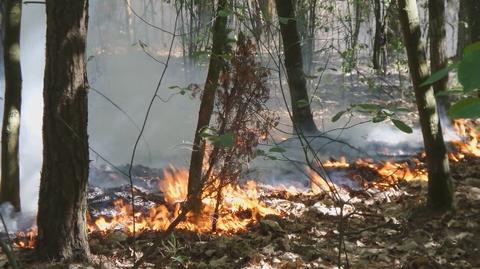Pożar lasu na Bielanach