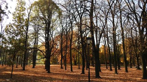 Plany odbudowy Pałacu Saskiego kolidują ze 150 drzewami