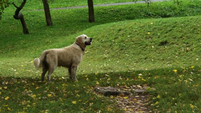 Psy miały objawy zatrucia po spacerach m.in. w parku Morskie Oko