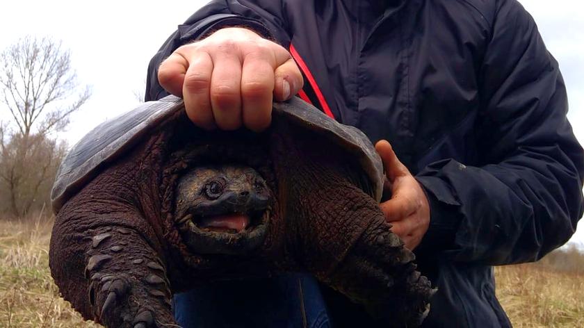 Żółw jaszczurowaty znaleziony w gminie Chynów 