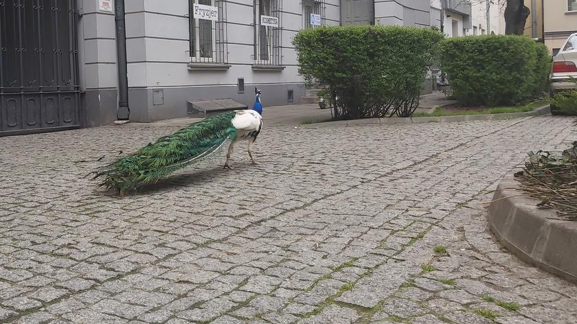 Paw spaceruje w centrum Warszawy