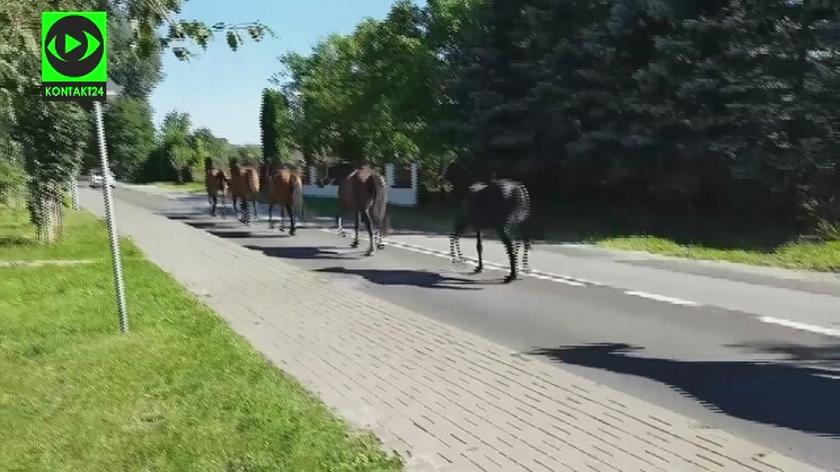 Konie na ulicy