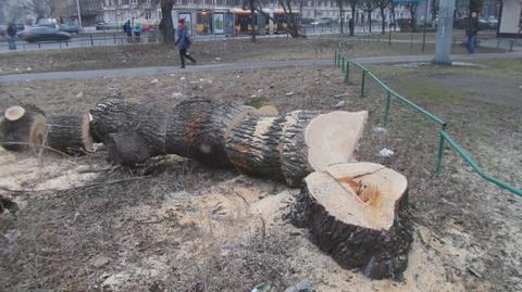 Wycinka drzew pod budowę "Czerniakowskiej bis"