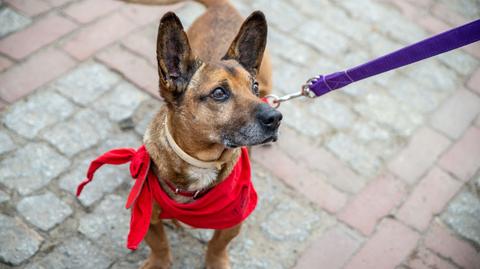 Psy z Palucha zagoszczą w Parku Skaryszewskim. Będą promować adopcje bezdomnych zwierząt
