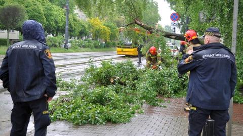 Stare drzewo spadło na chodnik i jezdnię ruchliwej ulicy Młynarskiej