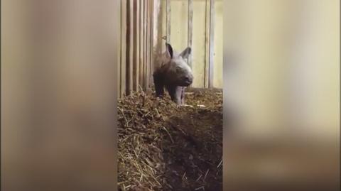 Mały nosorożec stawia pierwsze kroki