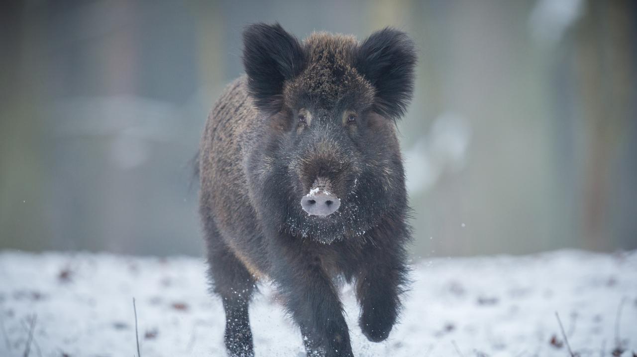 Znaleźli martwego dzika z ASF. Prokuratura sprawdza