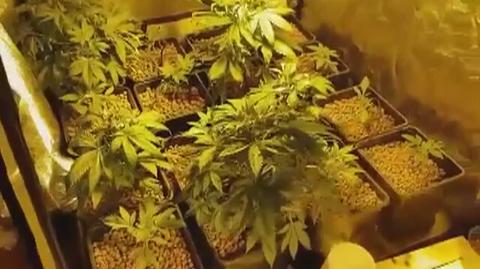 Policja zlikwidowała domową plantację marihuany