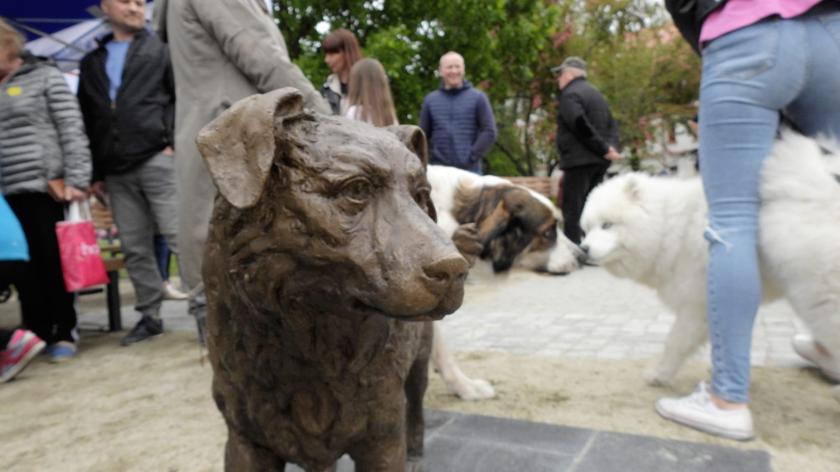 Odsłonięcie rzeźby psa Miśka - miejskiej legendy