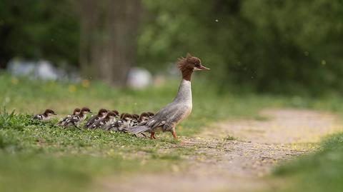 Nurogęsi wędrują przez ruchliwą Wisłostradę