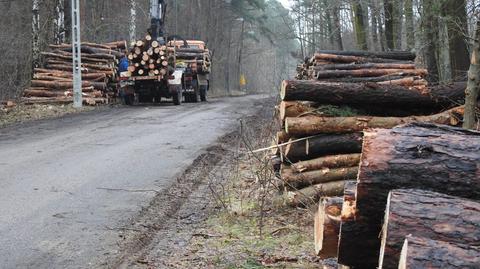 Wycinka na terenie Leśnictwa Zbójna Góra (materiał z 24.01.2023)