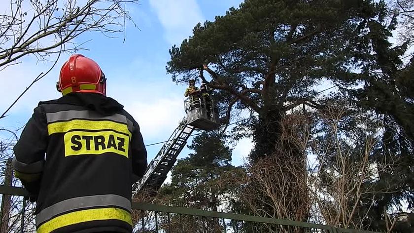 Strażacy interweniują do powalonych drzew i gałęzi 