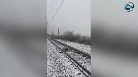Pies pilnował na torach suki, którą potrącił pociąg