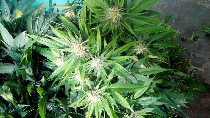 Policjanci zlikwidowali trzy nielegalne plantacje marihuany