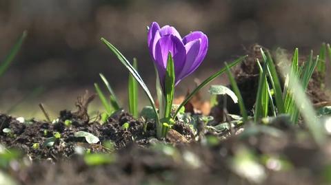 Pierwsze oznaki wiosny w Parku Skaryszewskim