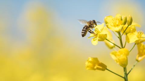 Uwaga na pszczoły, osy i szerszenie. Ich użądlenie może mieć poważne konsekwencje