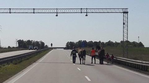 Policjanci i strażacy eskortowali konie na autostradzie A4