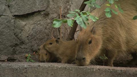 Małe kapibary we wrocławskim zoo
