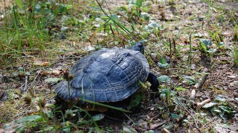 Suwałki: Żółw żółtobrzuchy w Wigierskim Parku Narodowym