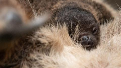 Mały leniwiec całe dnie spędza na brzuchu matki