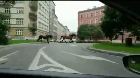 Spłoszone konie biegały po Krakowie. Zatrzymali je policjanci