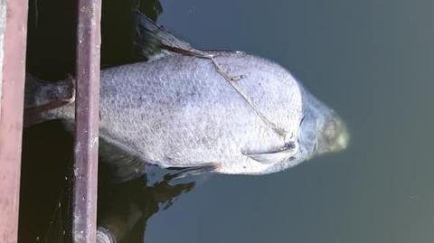 Śnięte ryby w starorzeczu Odry