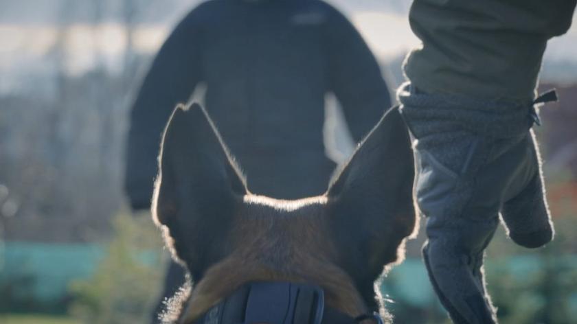 Policyjne psy bojowe ćwiczyły w Karkonoszach